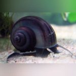 Midnight Mystery Snail