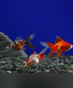 Assorted Fantail Goldfish 2" (Lot of 4)