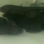 Afer Knifefish