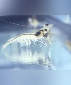 Ghost Shrimp - Pack of 20