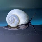 Ivory Mystery Snail