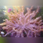 Colt Coral
