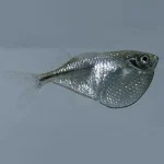 Silver Hatchetfish