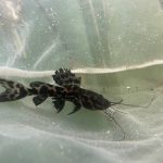 L-47 Mango Pleco