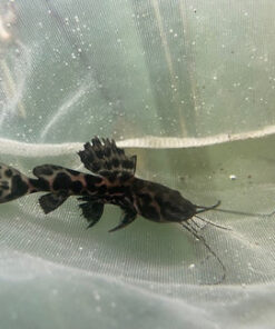 L-47 Mango Pleco