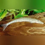 Horseface Loach