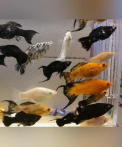 Lyretail Molly