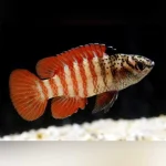 Black Tiger Dario