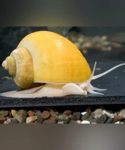 Gold Inca Snail