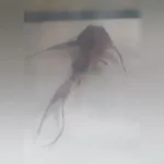 Goonch Catfish