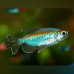 Congo Tetra (Lot of 4)