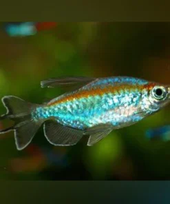 Congo Tetra (Lot of 4)