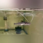 Dorado Catfish