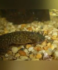L-144 Bushynose Pleco