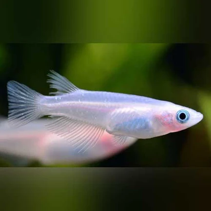 Snow White Rice Fish
