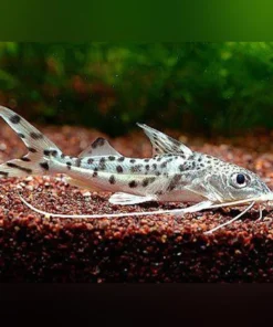Farlowella Long Nose Catfish