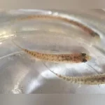 Rosy Loach