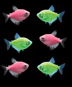 Moonrise Pink Glo Tetra