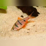 Penta (Hexazon) Barb