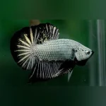 Black Dragonscale Plakat Fighter Betta