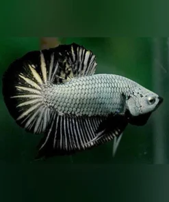 Black Dragonscale Plakat Fighter Betta