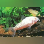 Albino Aeneus Cory