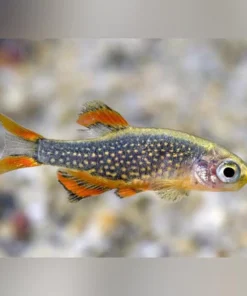 Celestial Danio
