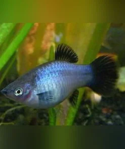 Neon Blue Wag Platy