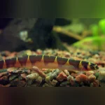 Super Khuli Loach
