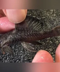 Starlight Pleco L59 and L183
