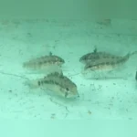 Apistogramma Set of 4 