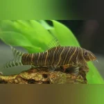 Zebra Loach