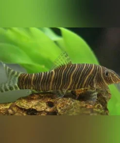 Zebra Loach