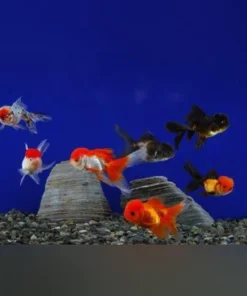 Red Oranda Goldfish