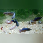Show Betta Female