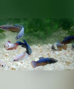 Show Betta Female