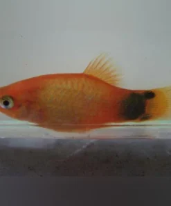 Assorted Mickey Mouse Platy (Lot of 6)