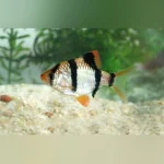 Tiger Barb (Lot of 6)