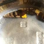 Golden Rabbit Snail