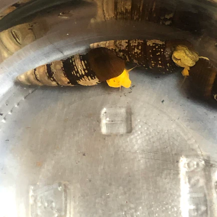 Golden Rabbit Snail