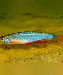 Turquoise Danio