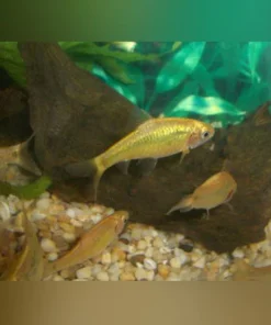 Gold Barb (Lot of 6)
