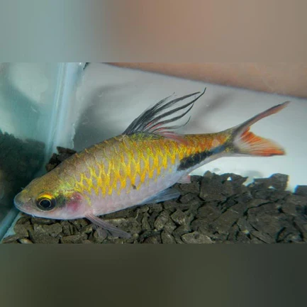 Teardrop Barb