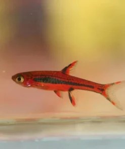 Chili Rasbora