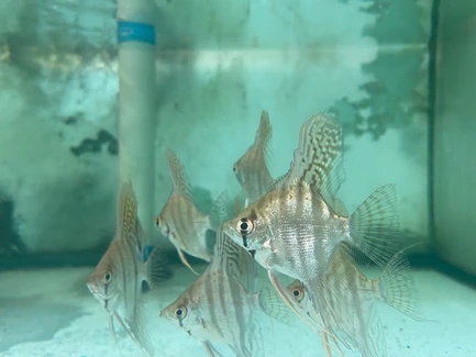 Zebra Angelfish