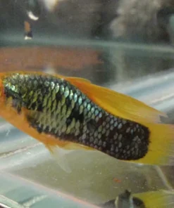 Red Tux Hi Fin Variatus