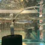 Pink Tail Shark