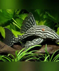 L-330 Gold Royal Pleco