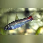 Spottail Curimata