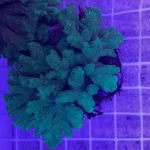 Green Hydnophora Coral